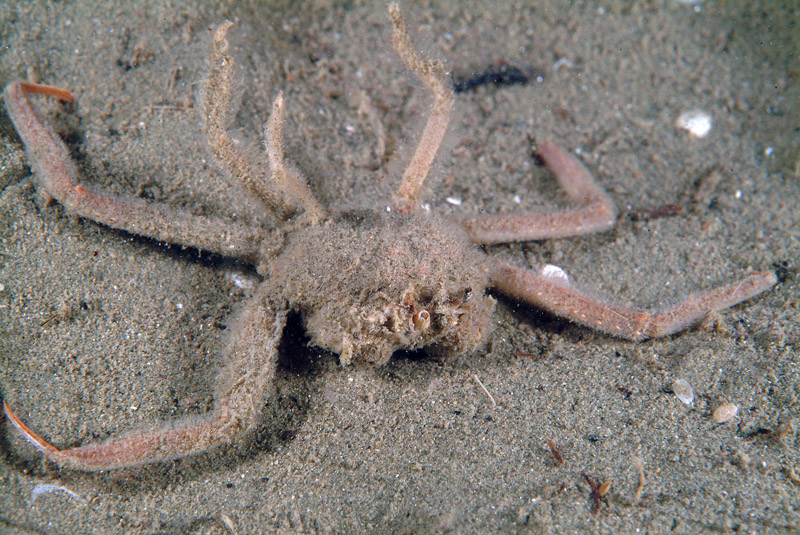 Medorippe lanata